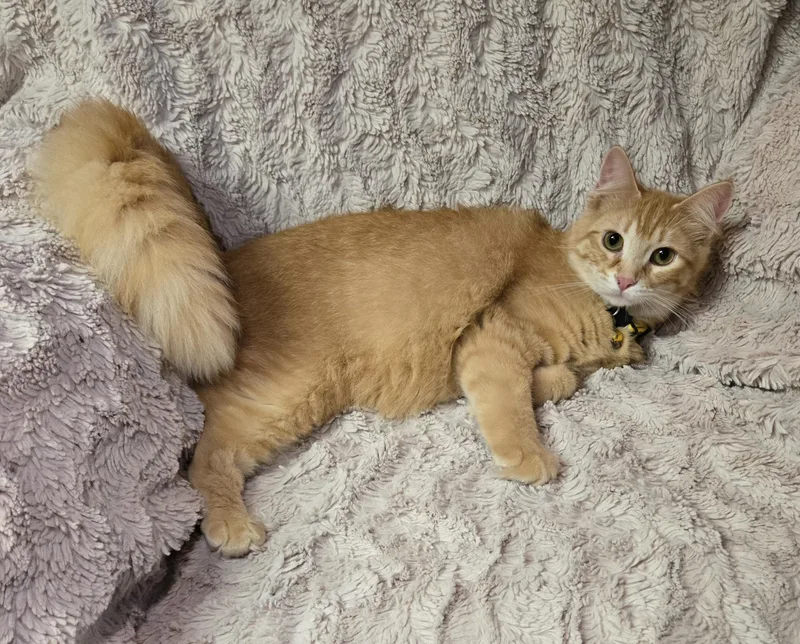 Fireworm thumbnail 2