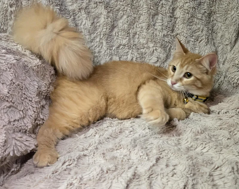 Fireworm thumbnail 3