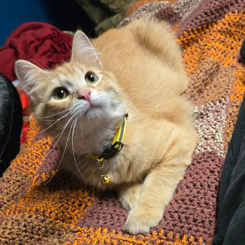 Fireworm thumbnail 4