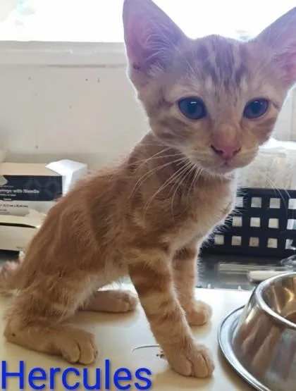 A young medium-sized male Domestic Short Hair cat named Hercules for adoption in Kansas City, MO