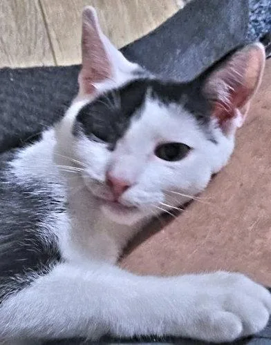 A young medium-sized male Black & White / Tuxedo Domestic Short Hair cat named Happy for adoption in Rutherfordton, NC