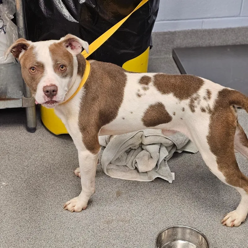 An adult medium-sized male White / Cream Pit Bull Terrier dog named Ollie Pop for adoption in Martinsville, VA