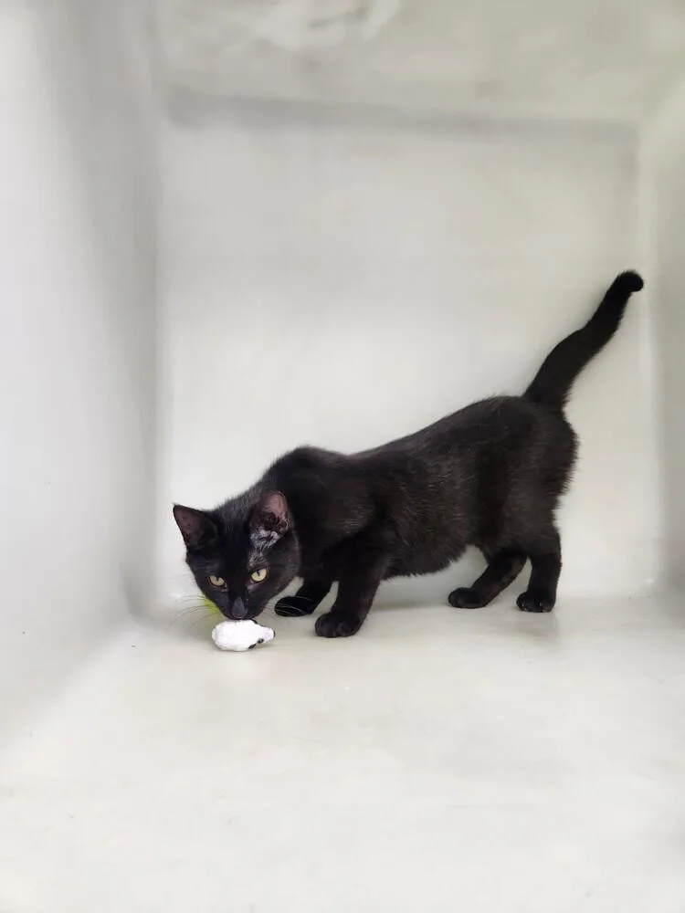 A baby small-sized female Black Domestic Short Hair cat named Ronda for adoption in Westfield, WI