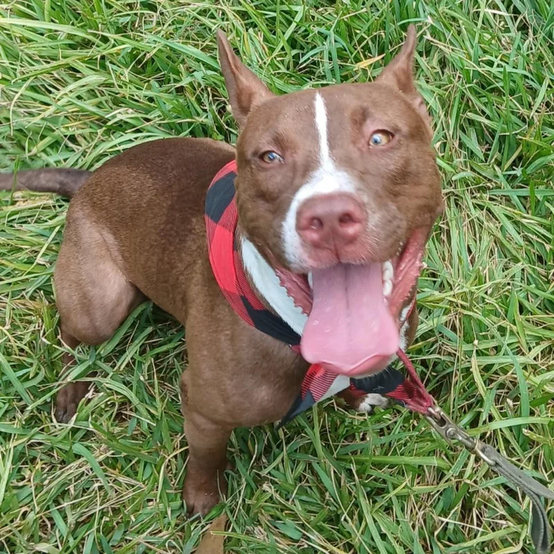 A young medium-sized male White / Cream Mixed Breed dog named Lopie for adoption in Houston, TX