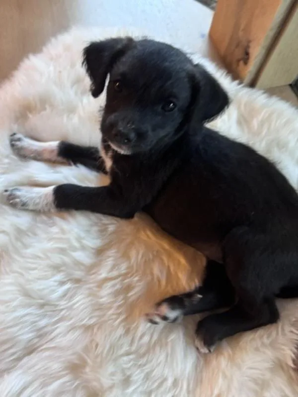 A baby small-sized female Terrier dog named Oreo for adoption in Novato, CA