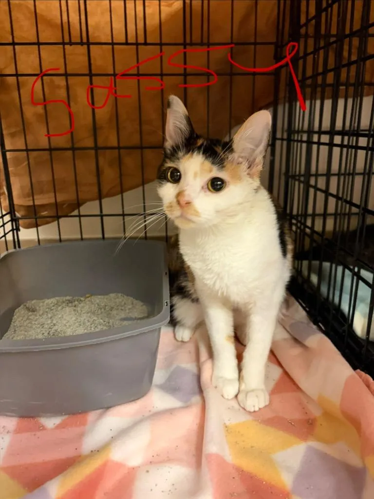 A young medium-sized female Domestic Short Hair cat named Sassy for adoption in Wintersville, OH