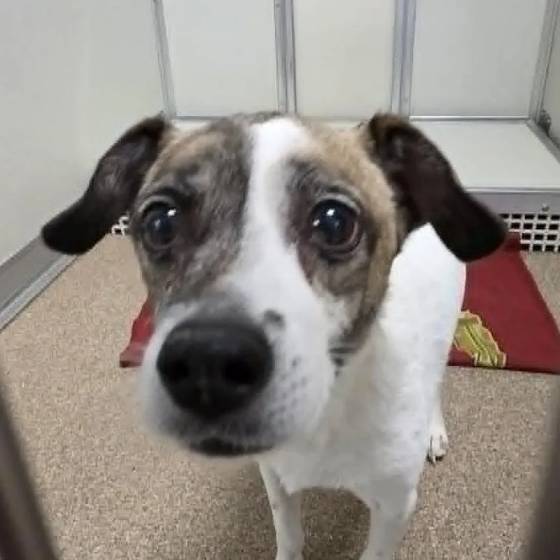 A senior medium-sized male White / Cream Mixed Breed dog named Diggy Smalls for adoption in Ballston Spa, NY