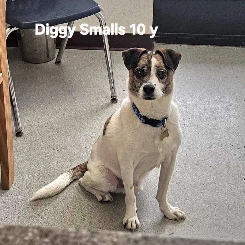 Diggy Smalls thumbnail 2