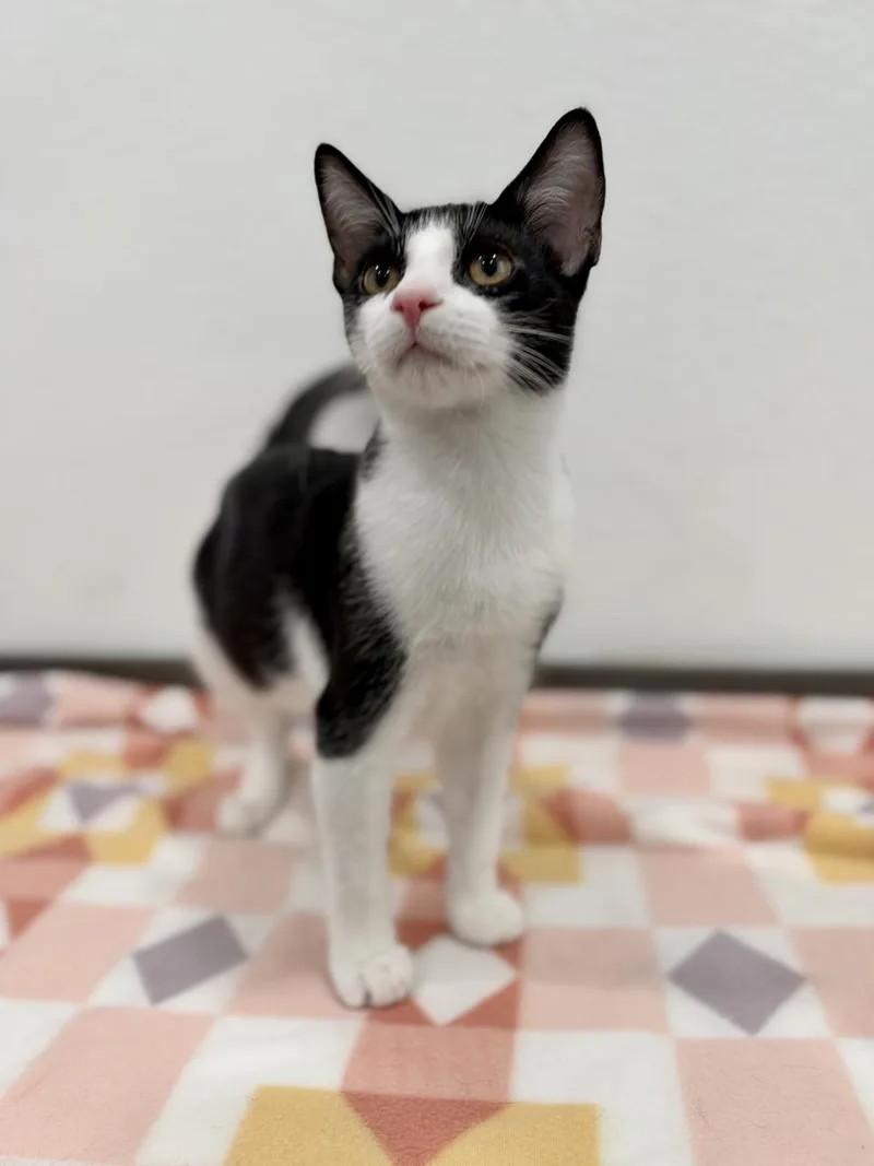 A baby medium-sized male Black & White / Tuxedo Domestic Short Hair cat named Chandler for adoption in Las Vegas, NV