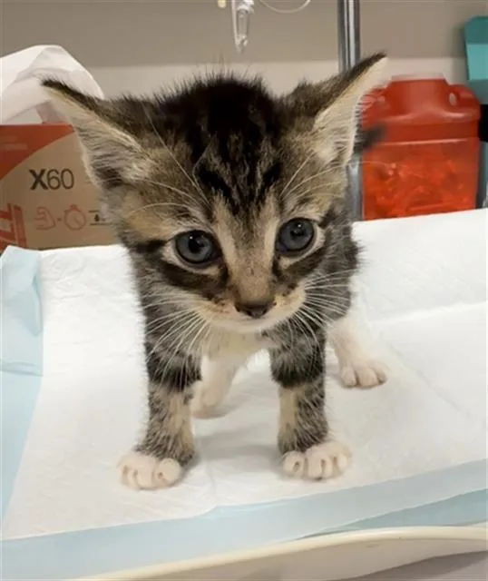 A baby small-sized male Domestic Short Hair cat named Atreyu for adoption in Baytown, TX