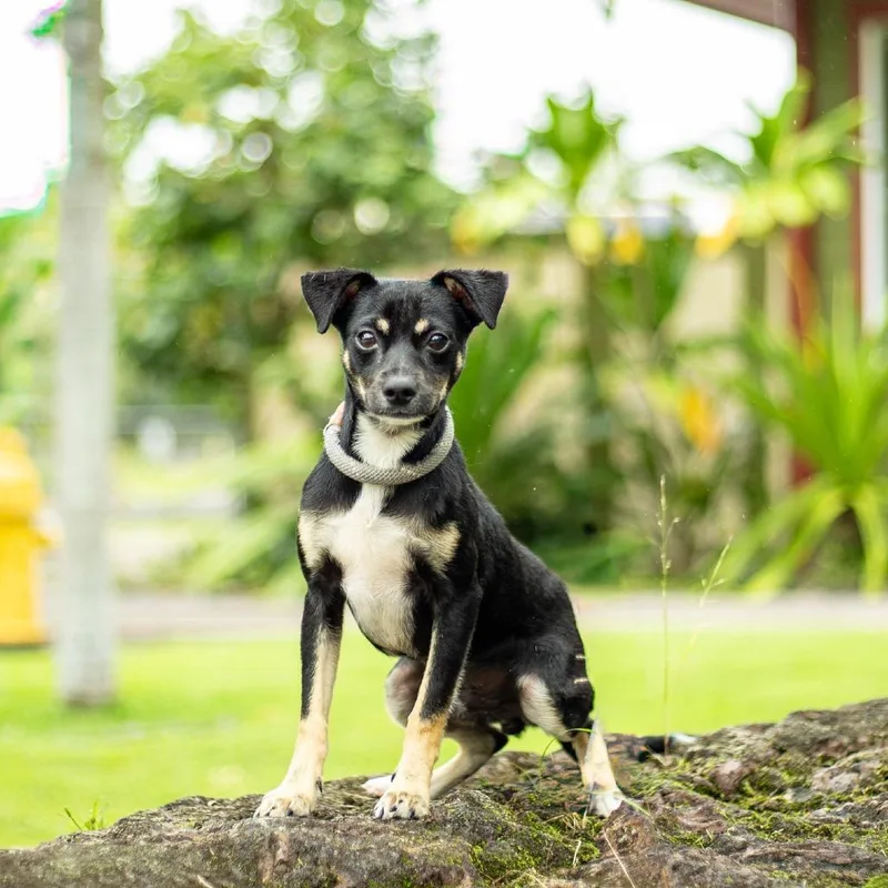 An adult small-sized male Black Mixed Breed dog named Kermit for adoption in Kailua Kona, HI