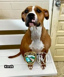 Korah thumbnail 2