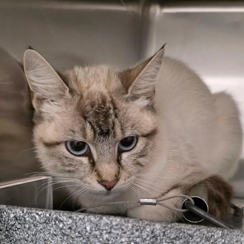 An adult medium-sized female White Domestic Short Hair cat named Snow Leopard for adoption in Abilene, TX