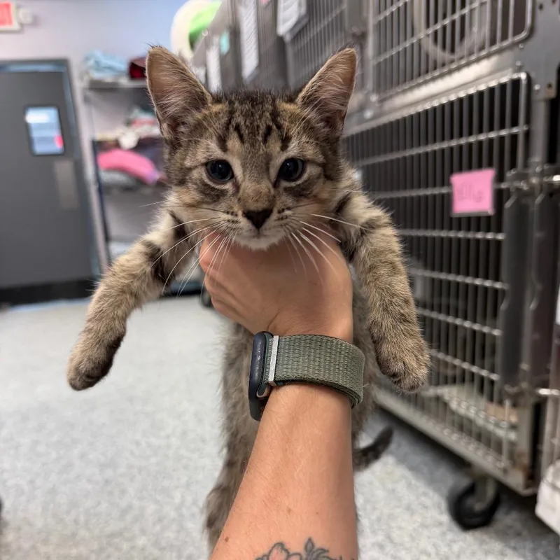A baby small-sized male Brown / Chocolate Domestic Short Hair cat named Rook for adoption in Port Charlotte, FL