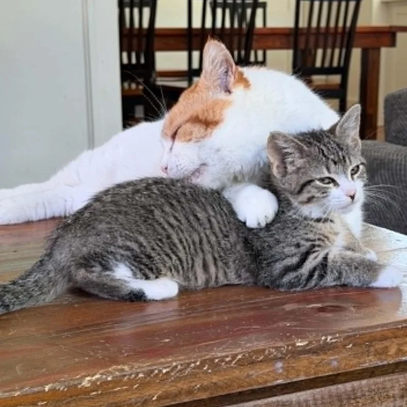 A baby medium-sized female Tabby (Gray / Blue / Silver) Domestic Short Hair cat named Belle for adoption in De Soto, IA