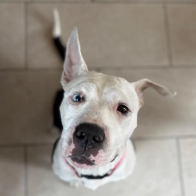 An adult medium-sized female American Staffordshire Terrier dog named Dolly Parton for adoption in San Pablo, CA