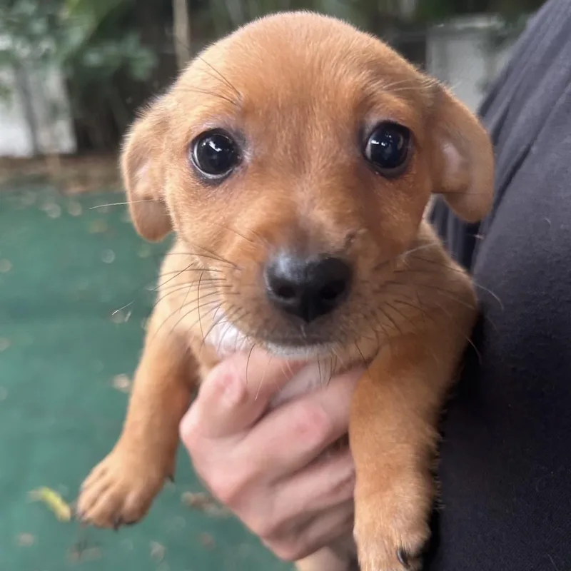 A baby small-sized male Chihuahua dog named Kansas for adoption in Lake Worth, FL