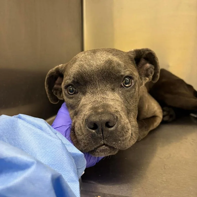 A young medium-sized male Gray / Blue / Silver Cane Corso dog named Patrick Platypus for adoption in St. Louis, MO