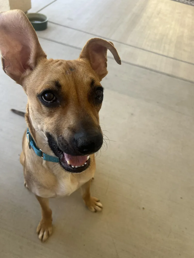 Archie