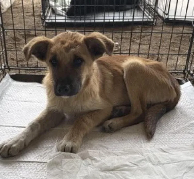 A baby large-sized female Pumi dog named Boo Boo for adoption in Plymouth, MN