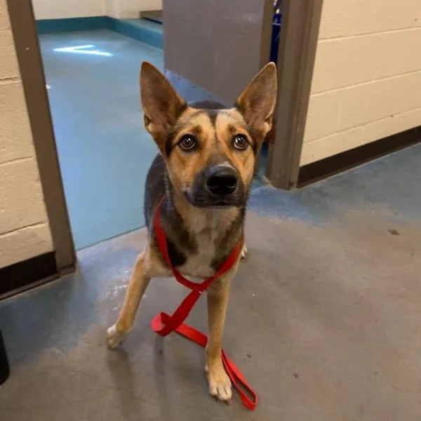 A young medium-sized female Black Mixed Breed dog named Octavia for adoption in Memphis, TN