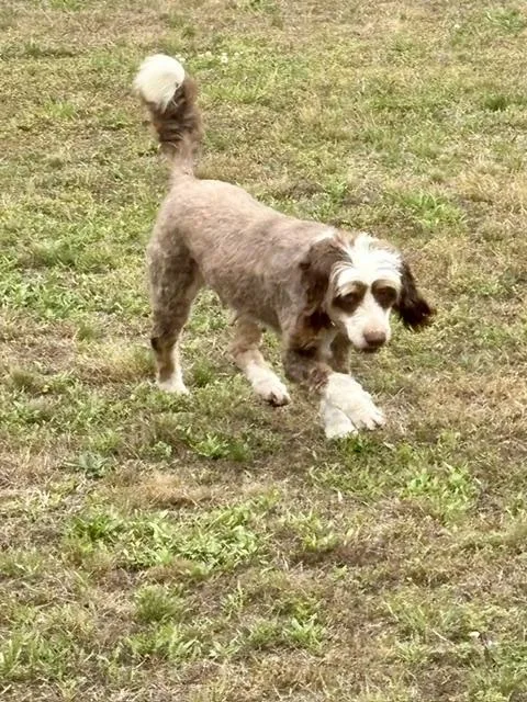 An adult medium-sized female Apricot / Beige Bernadoodle dog named Russy Roo for adoption in Port Elizabeth, NJ