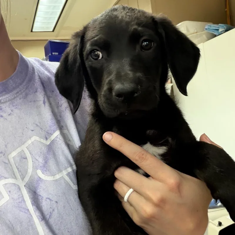A baby medium-sized female Black Labrador Retriever dog named Trazzle for adoption in Hattiesburg, MS
