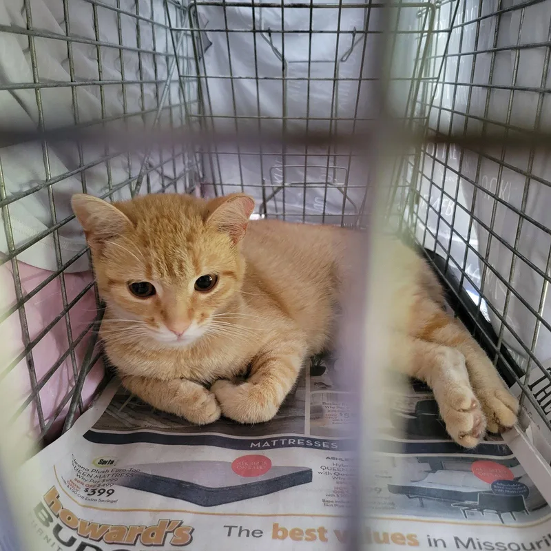 A young medium-sized female Orange / Red Domestic Short Hair cat named Marigold for adoption in Lake Saint Louis, MO