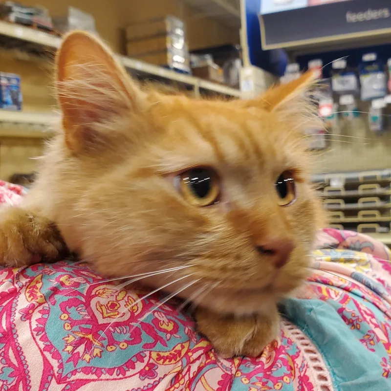 An adult medium-sized male Orange / Red Tabby cat named Ollie for adoption in Muncie, IN