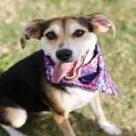 A young medium-sized female Tricolor (Brown, Black, & White) Beagle dog named Mantis for adoption in Southport, CT