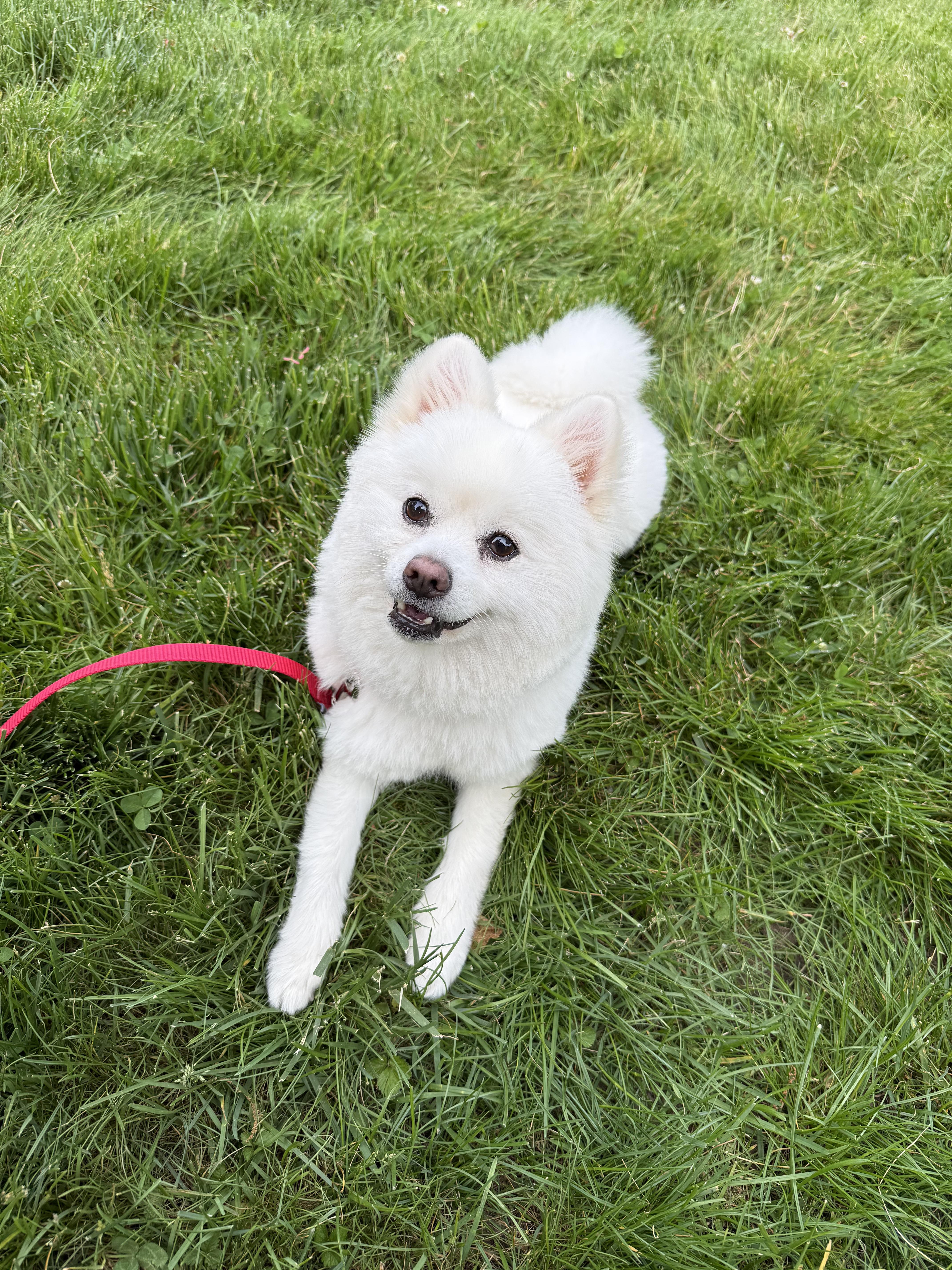 An adult small-sized male Pomeranian dog named Wrigley for adoption in Thornwood, NY