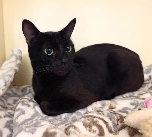 An adult medium-sized female Domestic Short Hair cat named Cadillac for adoption in Silverdale, WA