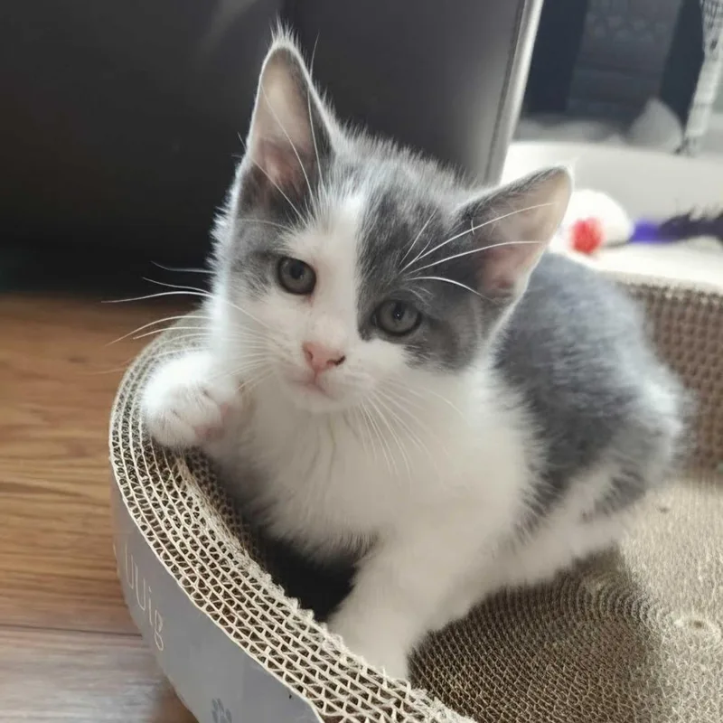 A baby small-sized male Gray / Blue / Silver Domestic Short Hair cat named Mankind for adoption in Newark, DE