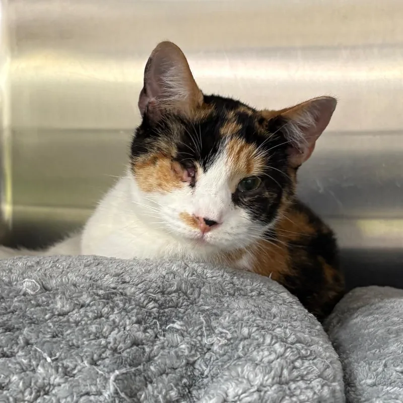 An adult medium-sized female Calico Domestic Short Hair cat named Debbie for adoption in Springfield, IL