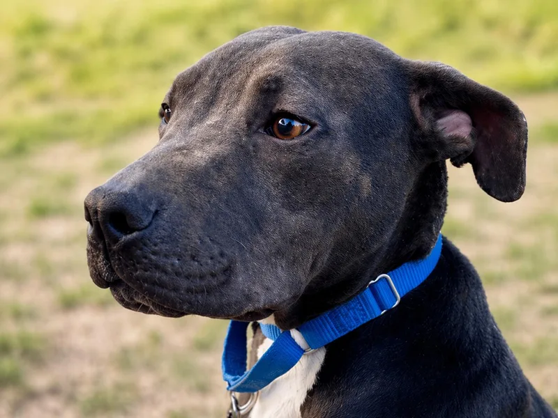 A young medium-sized male Bull Terrier dog named Wind for adoption in Brookeville, MD