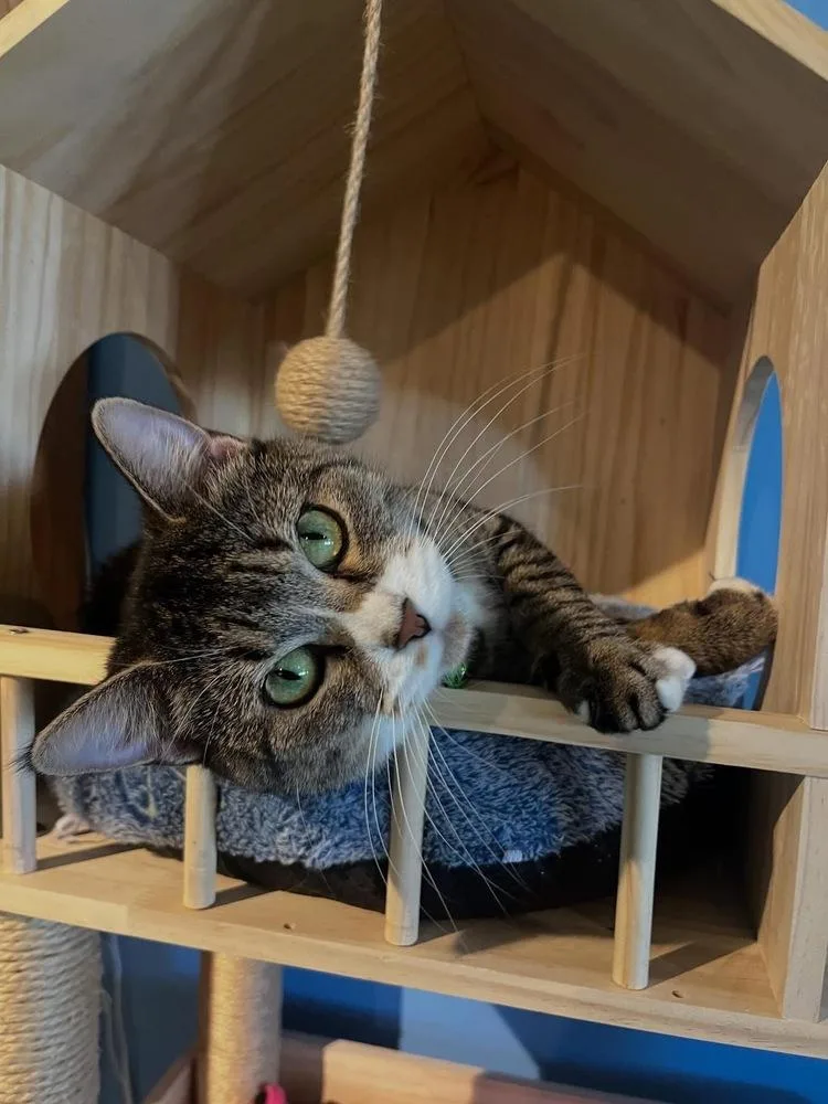 An adult medium-sized female Domestic Short Hair cat named Sweetpea for adoption in Lafayette, CO