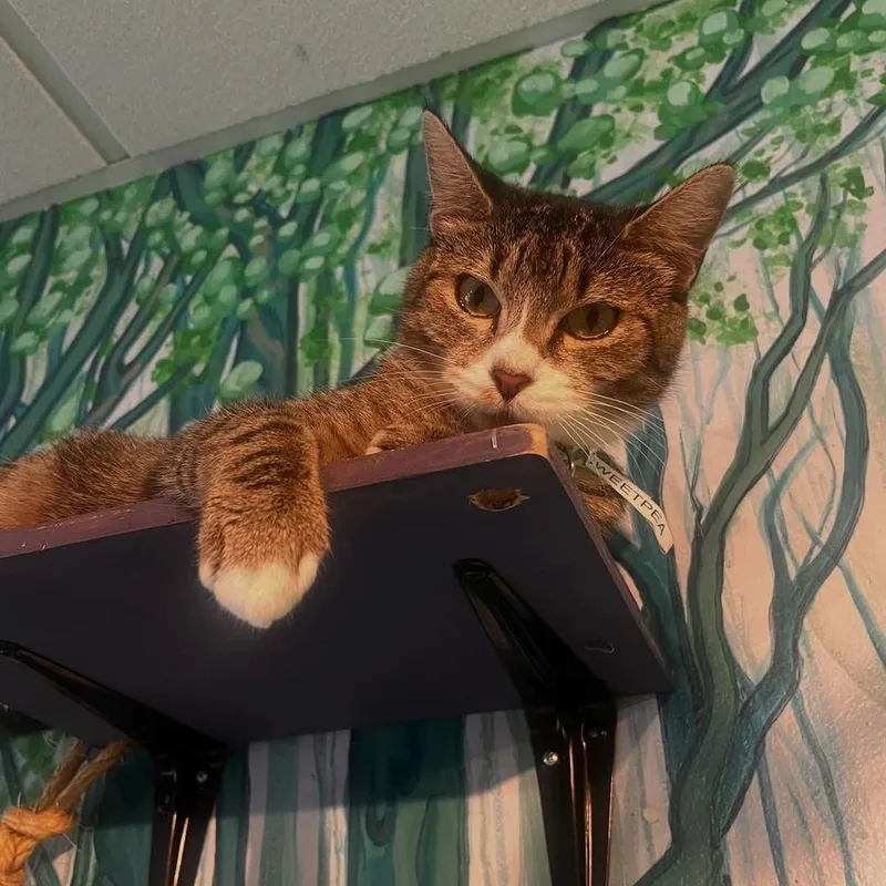 Sweetpea thumbnail 2