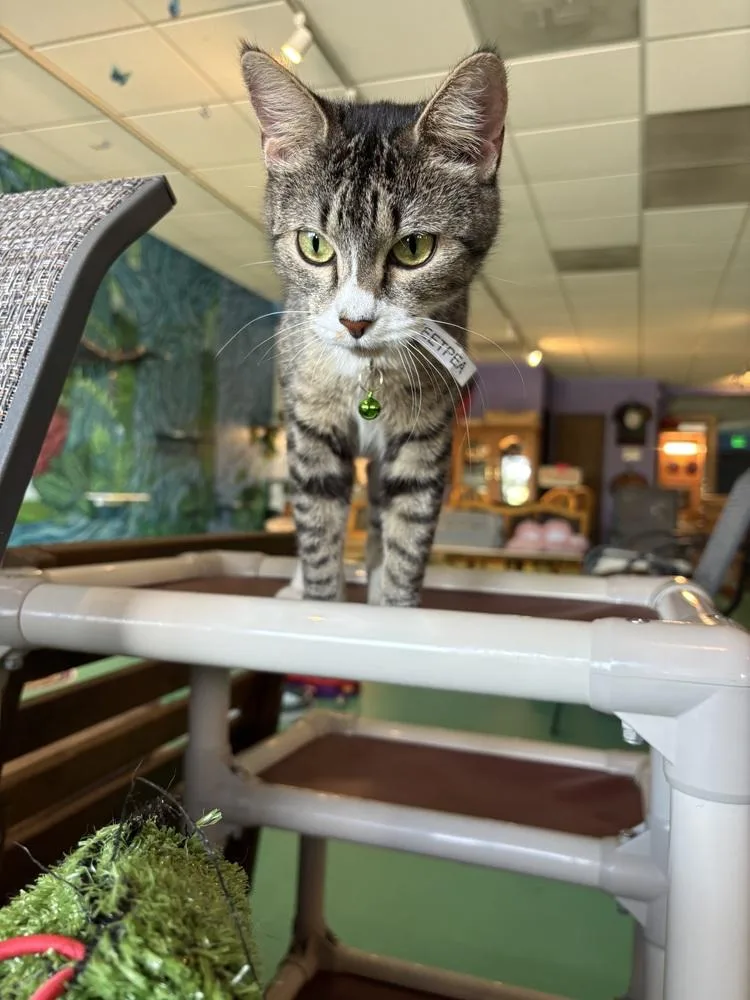 Sweetpea thumbnail 3