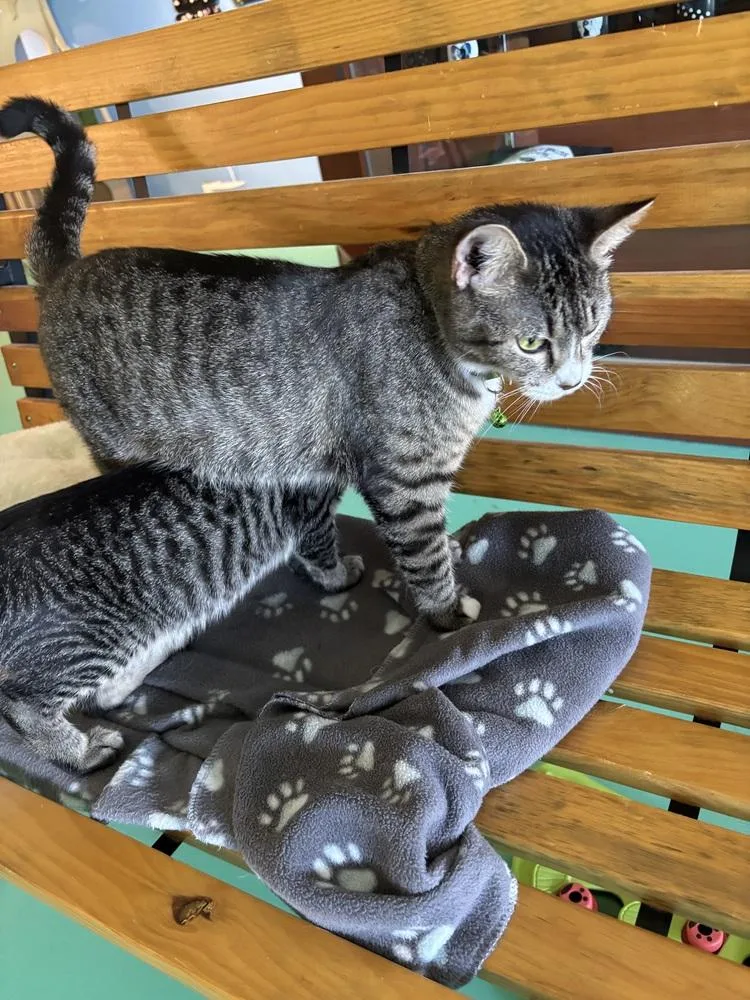 Sweetpea thumbnail 4