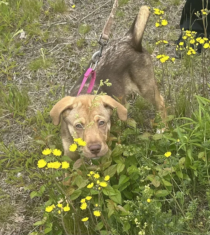 A young medium-sized female Brown / Chocolate Labrador Retriever dog named Michelle for adoption in Cherry Valley, MA