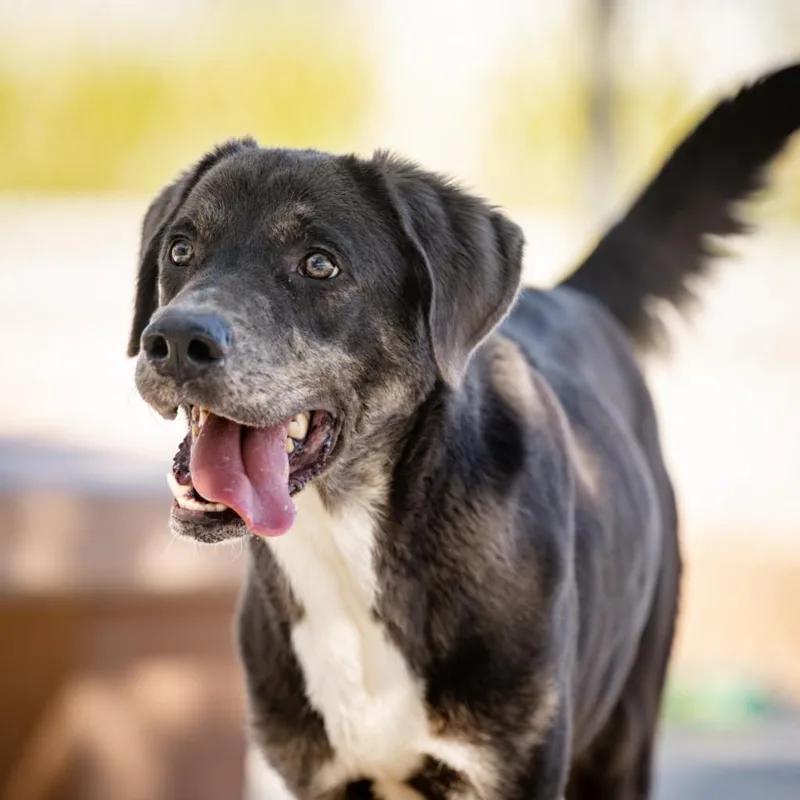 A young large-sized male Shepherd dog named Shiloh for adoption in Twentynine Palms, CA