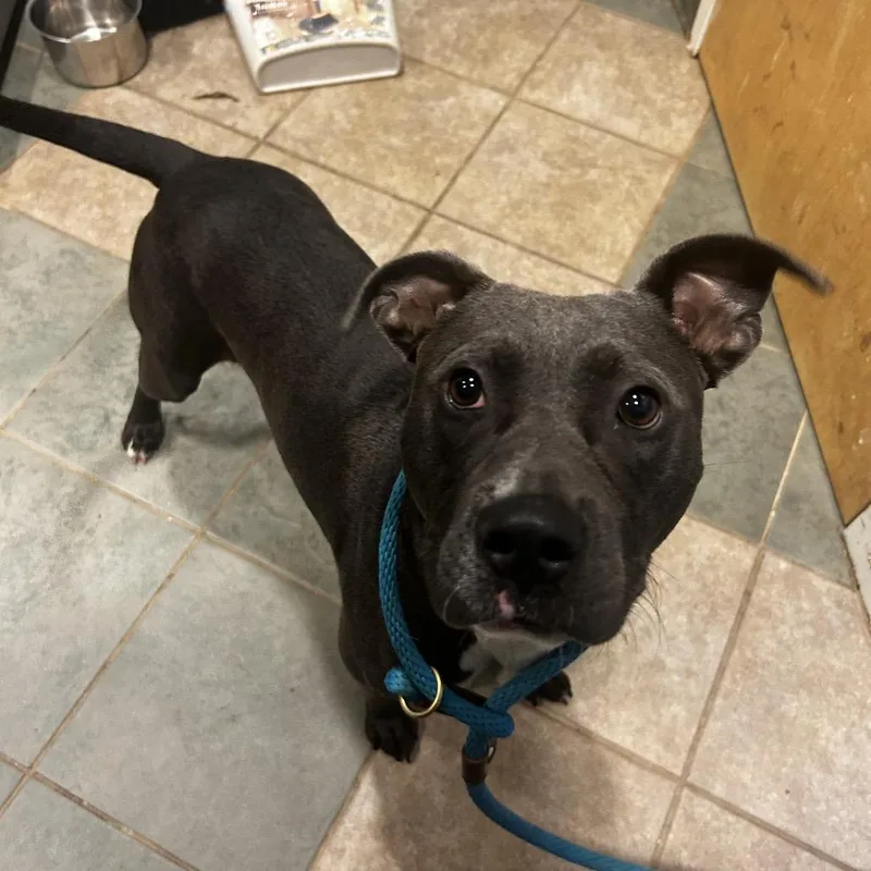 A young medium-sized male Black Mixed Breed dog named Adam for adoption in Chattanooga, TN