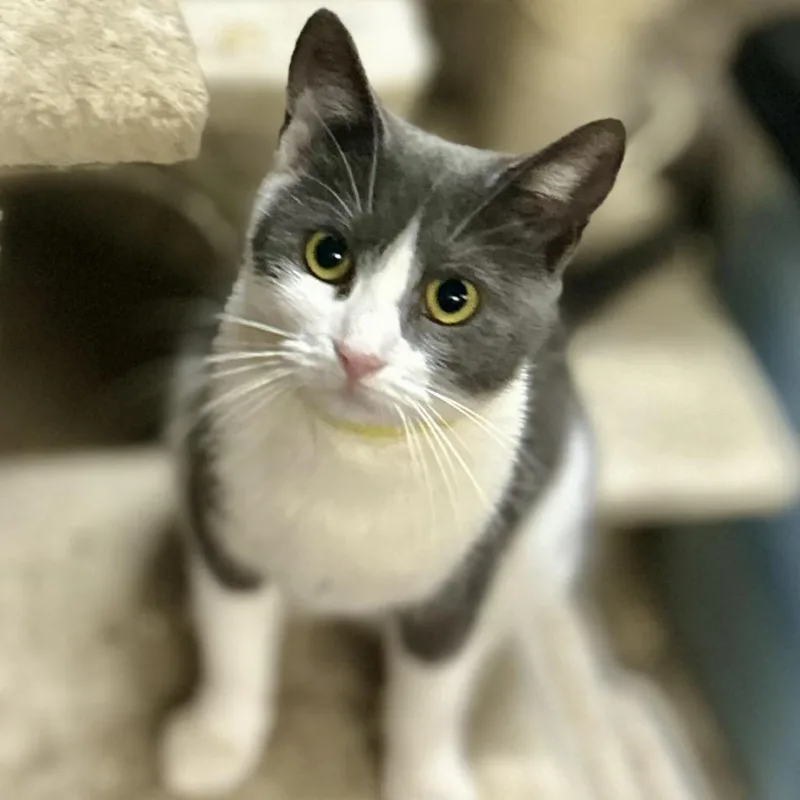A young small-sized female Gray / Blue / Silver Domestic Short Hair cat named Bonnie for adoption in Philadelphia, PA