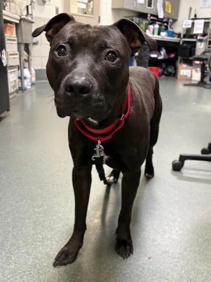 An adult large-sized male Mixed Breed dog named Caviar for adoption in Fairfax, VA