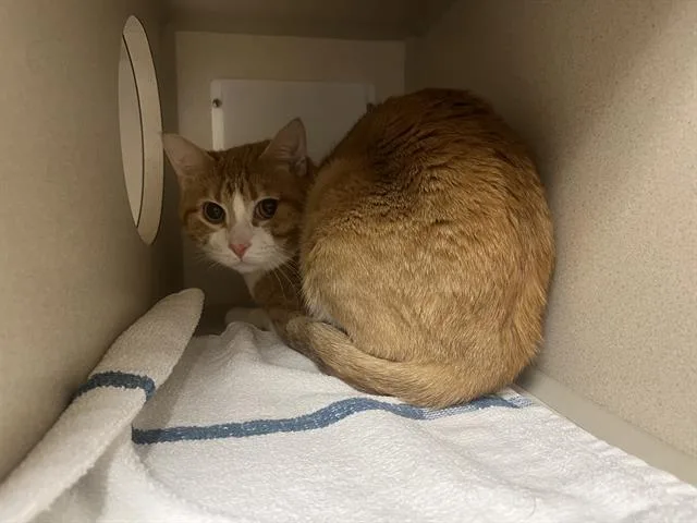 An adult small-sized male Domestic Short Hair cat named Simba for adoption in Denver, CO