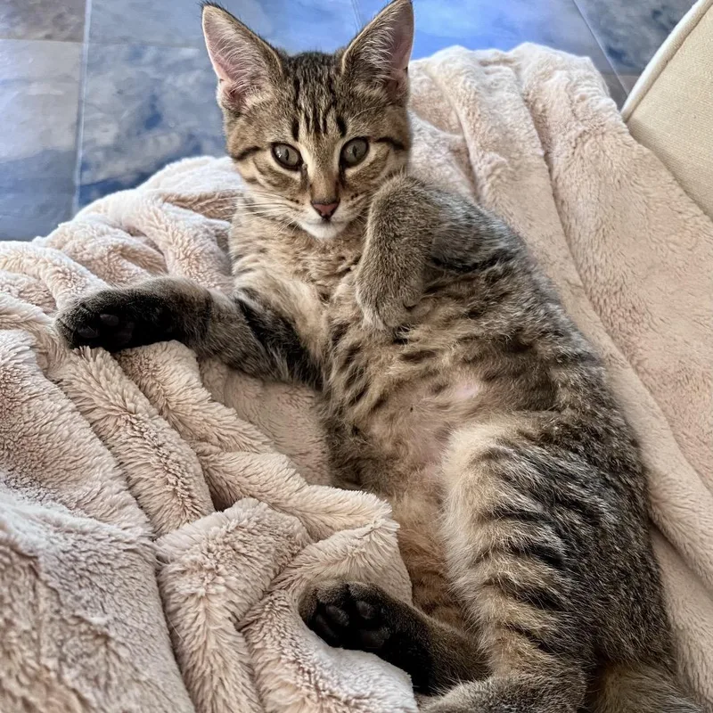 A baby small-sized female Brown / Chocolate Domestic Short Hair cat named Kahlo for adoption in Traverse City, MI