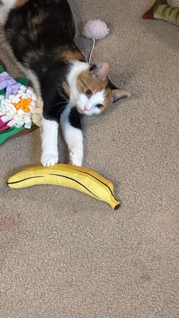 A young medium-sized female Domestic Short Hair cat named Kali for adoption in Succasunna, NJ