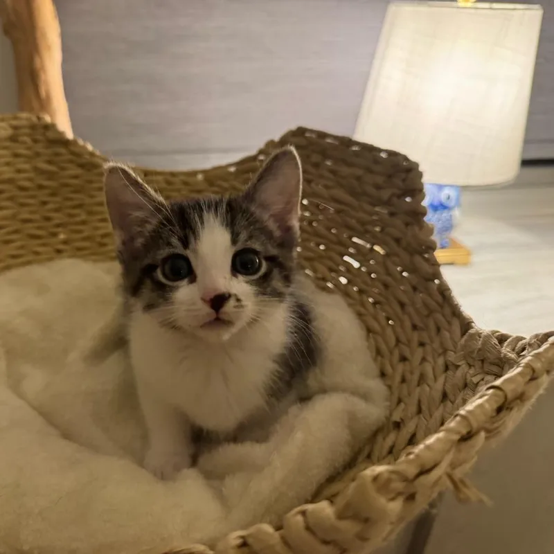 New Dude