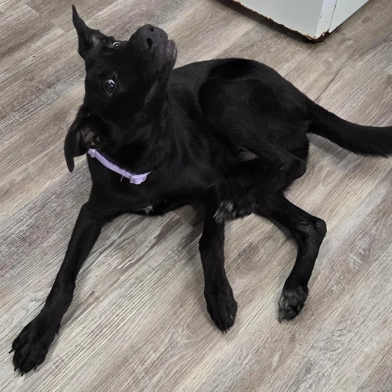 A young large-sized female German Shepherd Dog dog named Aria for adoption in Muncie, IN