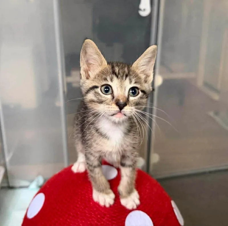 A baby medium-sized male Tabby cat named Rocky Road for adoption in Laguna Niguel, CA
